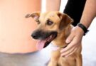 Feiras de adoção de pets de setembro acontecem a partir da quarta-feira, 02 de setembro, em Barueri e região
